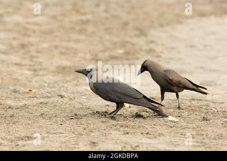 Zwei Hauskrähen, die an einem Strand in Kerala spazieren. Stockfoto