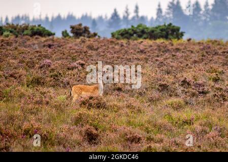 Godshill, Fordingbridge, New Forest, Hampshire, Großbritannien, 14. September 2021, Wetter: Augen auf mich Augen auf dich. Ein Damhirsch, der in der schwindenden violetten Heide des Sommers steht, überprüft mich unter bewölktem und trübem Himmel. Eine leichte Bewegung und das schüchterne Tier wird in die Decke von Bäumen und Sträuchern fliegen. Kredit: Paul Biggins/Alamy Live Nachrichten Stockfoto