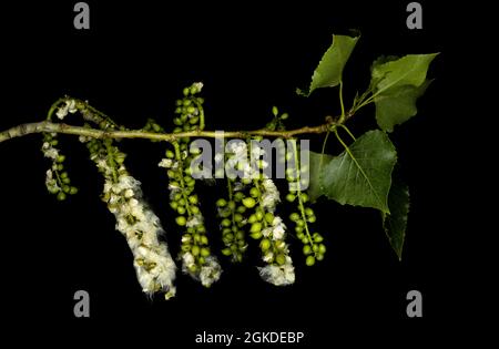 Populus nigra, die schwarze Pappel, ist eine Art der Pappel aus Baumwollholz, die in Europa heimische Typusart der Sektion Aigeiros der Gattung Populus Stockfoto