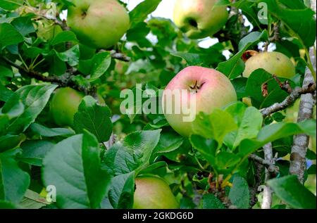 malus howgate Wunder Kochen Äpfel auf Baum in Orchard, yorkshire, england Stockfoto