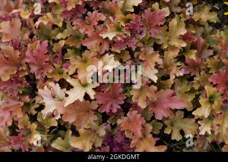 Vollformat-Bild mit kontrastierenden rosa und gelben heuchera-Blättern Stockfoto