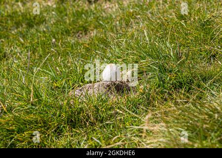 Ein weißlicher Pilz wächst aus einem moosbewachsenen Stein im Gras der Hochalpen. Das Bild wurde während einer Wanderung durch das Grossalp-Gebiet im Circolo della Rovana, Ticino, Schweiz, aufgenommen. Stockfoto