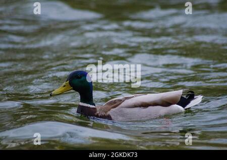 Eine männliche Mallard-Ente ( Anas platyrhynchos ) auf dem Wasser eines Sees in Bukarest, Rumänien - Foto: Geopix Stockfoto