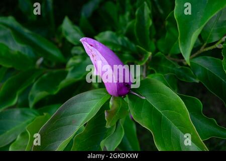 Nahaufnahme der entwaldeten purpurnen Rhododendron-Knospe vor der Blüte auf einem mehrjährigen Strauch im Sommer Powys Wales UK KATHY DEWITT Stockfoto