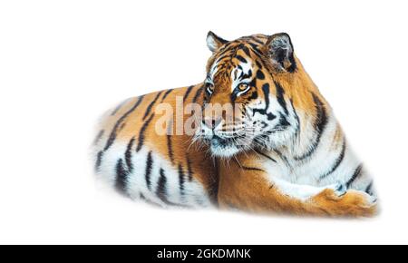 tiger Nahaufnahme isoliert auf Weiß Stockfoto