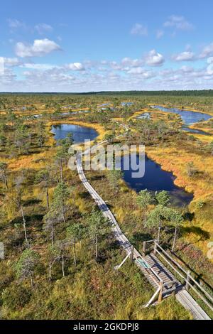 Erhöhte Moorpromenade im Herbst, Blick von oben. Kemeri Nationalpark in Lettland. Vertikal Stockfoto