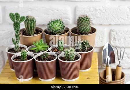 Kakteen und Sukkulenten sammeln sich in Pappbechern auf kleinen gelben Tisch Miniatur-Gartengeräte. Hausgarten Stockfoto