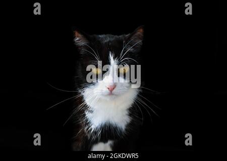 Porträt einer schwarz-weißen Smokingkatze, starrend, Augen glühen im Dunkeln. Schwarzer Hintergrund. Stockfoto