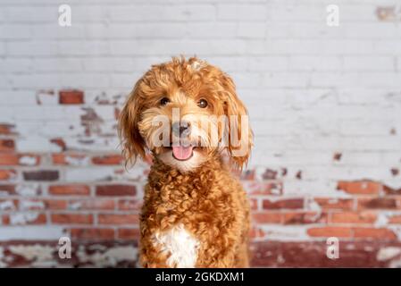 Mini-Goldendoodle, goldener Doodle-Welpe in einem Studio Stockfoto