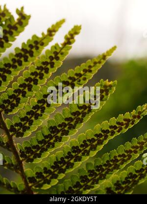 Ein Blick auf Bracken Sprossen auf der Unterseite der Wedel gegen den Himmel hinterleuchtet Stockfoto