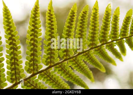 Ein Blick auf Bracken Sprossen auf der Unterseite der Wedel gegen den Himmel hinterleuchtet Stockfoto