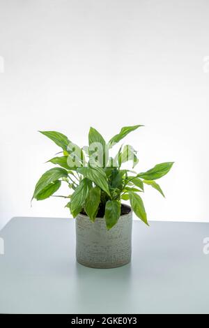 Dekorative Heuschrecke in grauem Topf auf himmelblauem Tisch und weißem Hintergrund Stockfoto