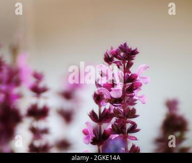 Natur Hintergrund Salvia nemorosa oder wilder Salbei, Nahaufnahme Weichfokus Stockfoto