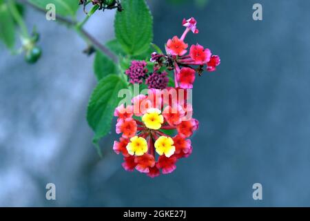 Flor de Lantana Stockfoto