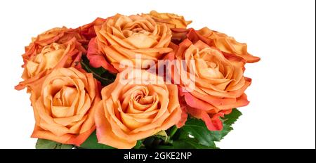 Schönes Bouquet von orangen Rosen auf Weiß isoliert. Stockfoto