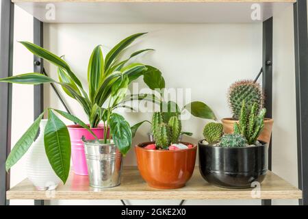 Dekorative Zimmerpflanzen auf einem Regal in einer Wohnung. Kaktus matucana, cereus, Fass, pachira aquatica, dracaena lima limon, Spatifilum Stockfoto