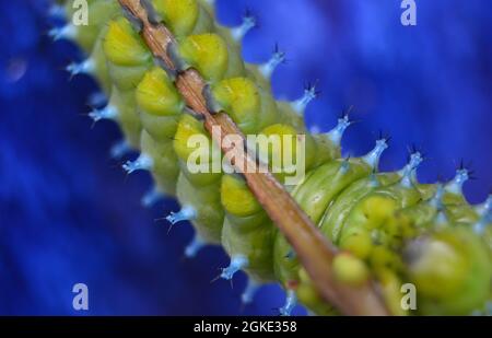 Leuchtend grüne und blaue cecropia Raupenfüße auf Zweig Makro aus nächster Nähe mit blauem Hintergrund Stockfoto