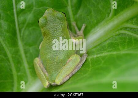 Nahaufnahme eines grünen Baumfrosches, Hyla cinerea, der sich in grünen Gartenblättern tarnt und Tarnung demonstriert Stockfoto