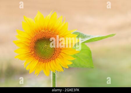 Eine Sonnenblume blüht am Feldrand in Hohenhaslach, Deutschland Stockfoto