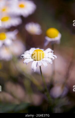 Kamillenblüten blühen am Rande des Feldes in Hohenhaslach, Baden-Württemberg, Deutschland Stockfoto