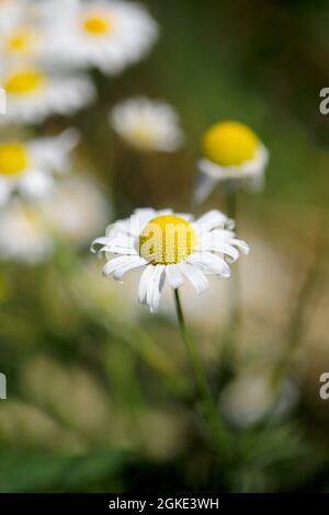 Kamillenblüten blühen am Rande des Feldes in Hohenhaslach, Baden-Württemberg, Deutschland Stockfoto