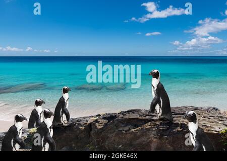 Niedliche Pinguine am schönen Strand. Stockfoto