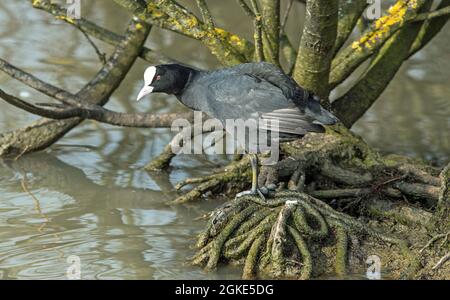 Ein einziger Ruß, Fulica atra, auf einem Baumstamm im Cosmeston Lakes Country Park, in der Nähe von Penarth in Südwales Stockfoto