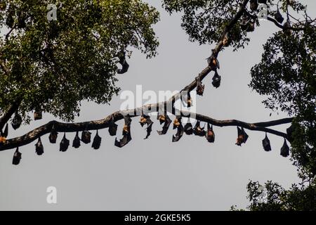 Flughunde fliegen in den Royal Botanic Gardens in der Nähe von Kandy, Sri Lanka Stockfoto