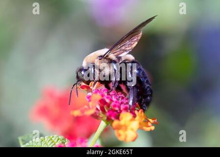 Makromännchen Eastern-Hummel auf lantana blüht an sonnigen Tagen Stockfoto