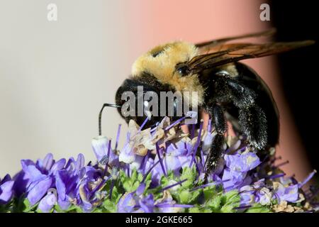 Makro männliche Eastern-Karpenter-Hummel auf lila Blüten Stockfoto