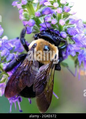 Makro männliche Eastern-Karpenter-Hummel auf lila Blüten Stockfoto