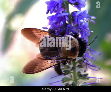 Makro männliche Eastern-Karpenter-Hummel auf lila Blüten Stockfoto