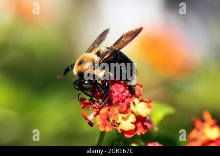 Makromännchen Eastern-Hummel auf lantana blüht an sonnigen Tagen Stockfoto