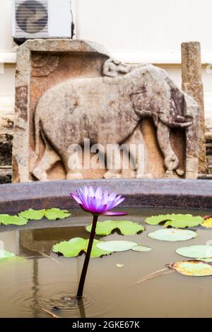 Lotusblume in einem kleinen Tank auf dem Gelände des Tempels der Heiligen Zahnreliquie in Kandy, Sri Lanka. Stockfoto