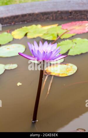 Lotusblume in einem kleinen Tank auf dem Gelände des Tempels der Heiligen Zahnreliquie in Kandy, Sri Lanka. Stockfoto