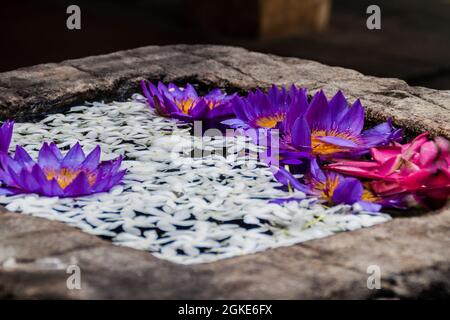 Lotus blüht in einem kleinen Tank auf dem Gelände des Tempels der Heiligen Zahnreliquie in Kandy, Sri Lanka. Stockfoto