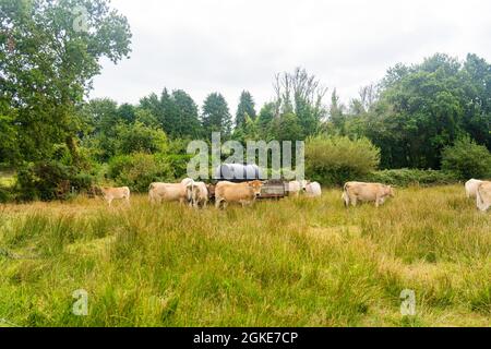 Limousin Kühe in der Bretagne, Frankreich. Eine Gruppe von braunen Kühen Aubrac grast auf einer Wiese in der nordfranzösischen Region der Bretagne. Französische Landschaft mit Stockfoto