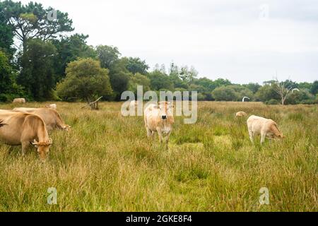 Limousin Kühe in der Bretagne, Frankreich. Eine Gruppe von braunen Kühen Aubrac grast auf einer Wiese in der nordfranzösischen Region der Bretagne. Französische Landschaft mit Stockfoto