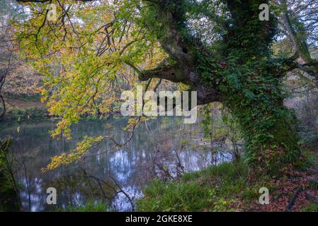 Riesige, mit Efeu bedeckte Eiche beginnt im Frühherbst neben dem Fluss Minho in Lugo Galicia gelb zu werden Stockfoto