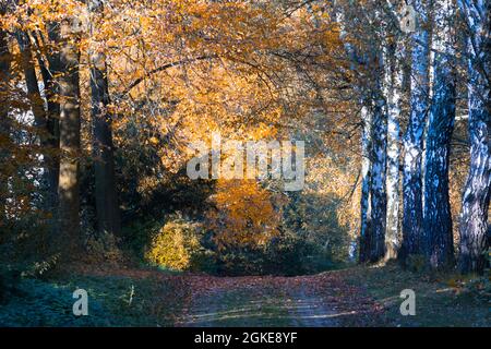 Alte Parkstraße im Herbst mit Bäumen an den Seiten Stockfoto