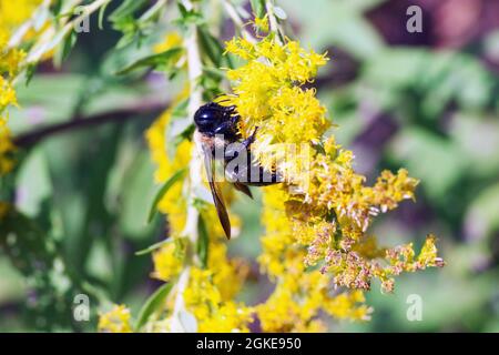 Makromännchen Eastern-Schabenbiene mit grünen Augen auf gelber Goldrute an sonnigen Tagen Stockfoto