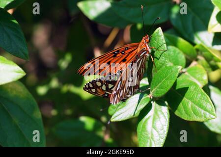 Paarung der Fritillären Schmetterlinge auf grünen Blättern an sonnigen Tagen Stockfoto