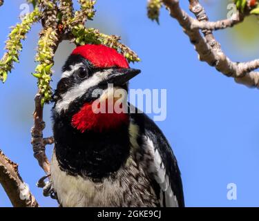 Die Farben eines rot napierten Sapsuckers stehen im Kontrast zum blauen Himmel von Wyoming. Stockfoto