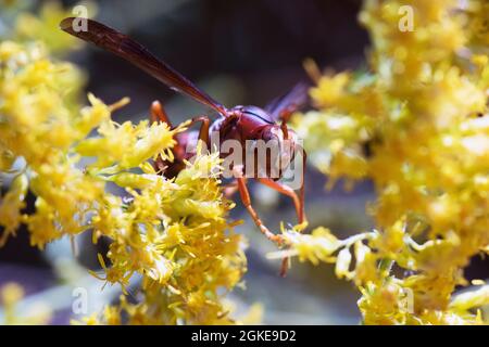 Macro Red Paper Wasp Polistes carolina auf gelber Goldenrod am sonnigen Tag Stockfoto