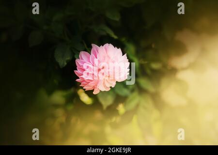 Die Blume eines schönen rosa Asters blüht zwischen dunkelgrünen Blättern, die an einem Sommertag von warmem Sonnenlicht beleuchtet werden. Natur. Stockfoto