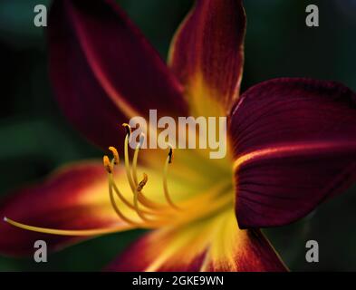 Hemerocallis „Ruby Spider“ (Taglilie) Stockfoto