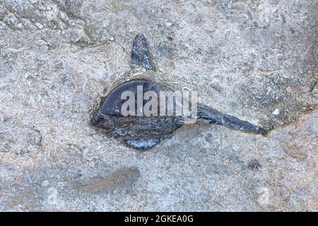 Fossil in Stein, archäologischer und palontologischer Fund eines alten in einem Felsen versiegelten Fisches oder Tieres. Alte Lebensform, Artefakt. Millionen von Ökosystemen Stockfoto