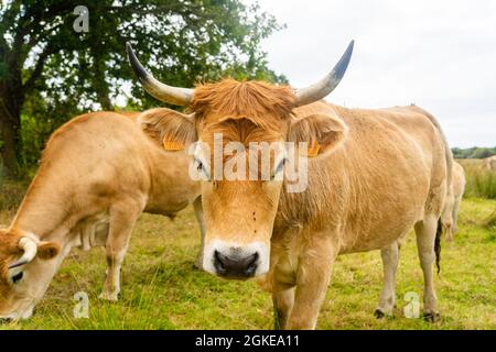 Limousin Kühe in der Bretagne, Frankreich. Eine Gruppe von braunen Kühen Aubrac grast auf einer Wiese in der nordfranzösischen Region der Bretagne. Französische Landschaft mit Stockfoto