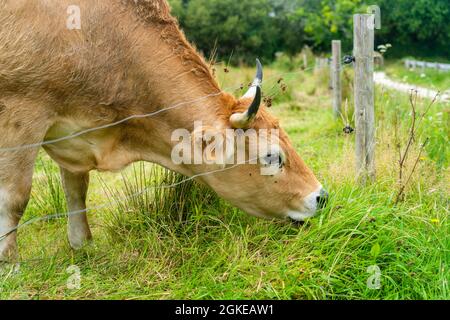 Limousin Kühe in der Bretagne, Frankreich. Eine Gruppe von braunen Kühen Aubrac grast auf einer Wiese in der nordfranzösischen Region der Bretagne. Französische Landschaft mit Stockfoto