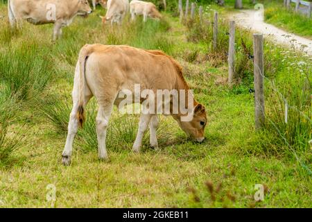 Limousin Kühe in der Bretagne, Frankreich. Eine Gruppe von braunen Kühen Aubrac grast auf einer Wiese in der nordfranzösischen Region der Bretagne. Französische Landschaft mit Stockfoto